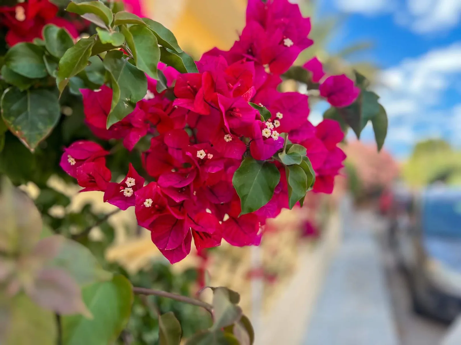 Bouganville rossa in fiore accanto al muro giallo della casa, strada sullo sfondo