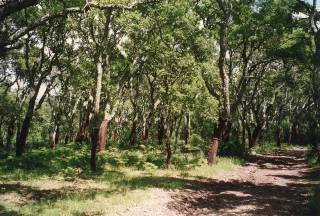 Bosco di sughere con i tronchi scortecciati color ruggine, felci e uno sterrato che lo attraversa