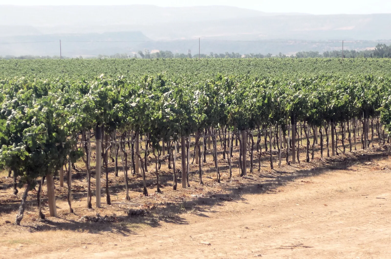 Filari di vite carichi di foglie verdi in un vigneto sardo, colline sfumate all'orizzonte