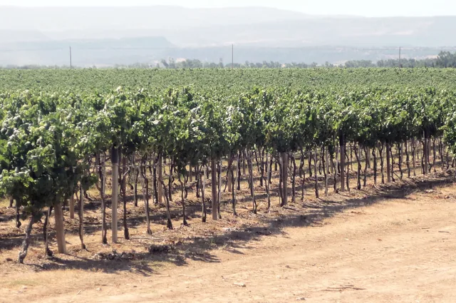 Filari di vite carichi di foglie verdi in un vigneto sardo, colline sfumate all'orizzonte